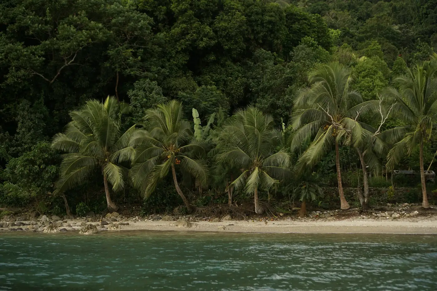 Palm-lined shore at South West Bay, Malekula, Vanuatu